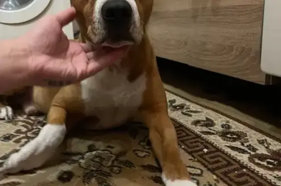 Найдена собака, Красноярск, фото: Найден собака, мужской, улица Воронова, 18А, Красноярск - взрослый кабель без ошейника