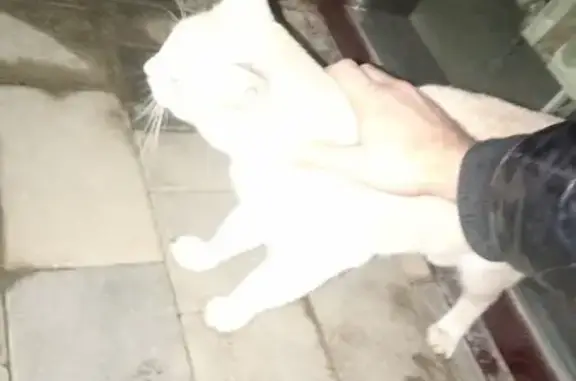 Найдена кошка, Краснодар, фото: Найдена кошка, ул. Ивана Беличенко, 90 корпус 3, Краснодар - рыжий