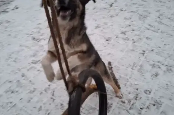 Пропала собака, улица Грибоедова, 55, Тула - бело-рыжая дворянка - photo