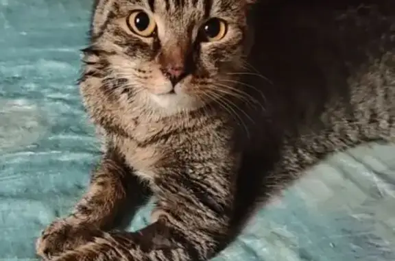 Пропал кот, улица Ленина, 95, Невинномысск - тигровый окрас - photo