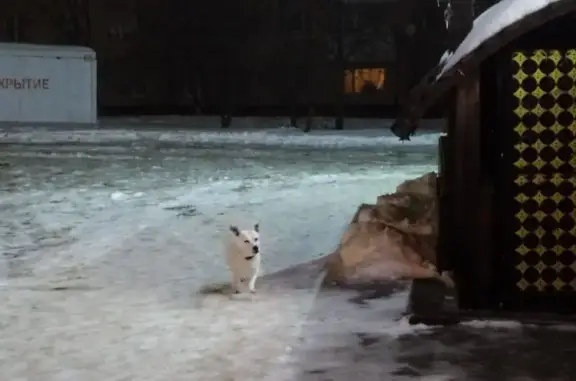 Найдена собака, Белгород, фото: Найдена собака, улица Костюкова, Белгород - белая с ошейником