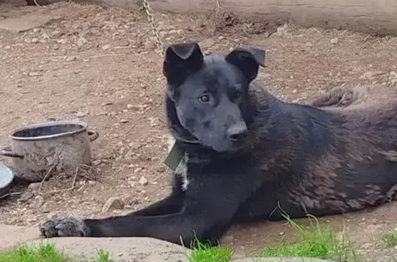 Пропал собака, Коростынь, Новгородская область - чёрный с белой грудью, тёмно-зелёный ошейник - photo
