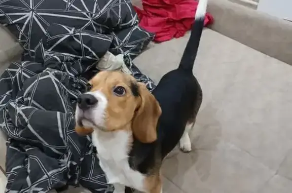 Найдена собака, Москва, фото: Найден собака, улица 50 лет Октября, 19 к1, Москва - кобель 5-6 месяцев