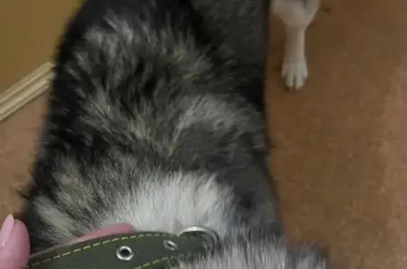 Найдена собака, Саранск, фото: Найден собака, мужской, улица Татьяны Бибиной, Саранск - ухоженный мальчик