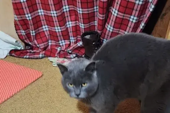 Найдена кошка, Еткуль, фото: Найдена кошка, Первомайская улица, 5А, Еткуль - взрослый ручной кот