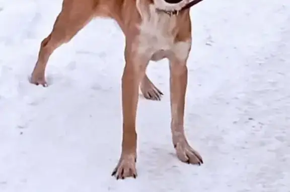 Найденные животные Екатеринбург, фото: Найден щенок, Кирпичный переулок, Екатеринбург - коричневый, около полугода