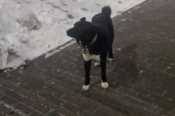 Найдена собака, Петро-Славянка, фото: Найдена собака, Софийская улица, Петро-Славянка - бегает на складе Озон