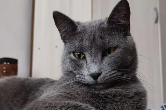 Пропала кошка, улица Чехова, 326, городской округ Таганрог - дымчатая, остерегается чужих - photo