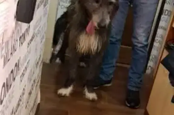 Найдена собака, Калининград, фото: Найден собака, улица Фестивальная Аллея, Калининград - молодой шотландский волкодав