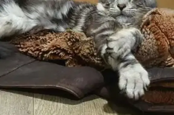 Пропал кот, Северная улица, 45, Хабаровск - серый пушистый - photo