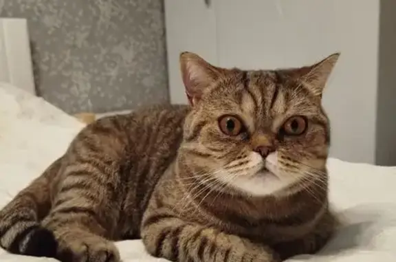 Найдена кошка, Рязань, фото: Найдена кошка, улица Гоголя, 49, городской округ Рязань - шотландская, стерилизованная