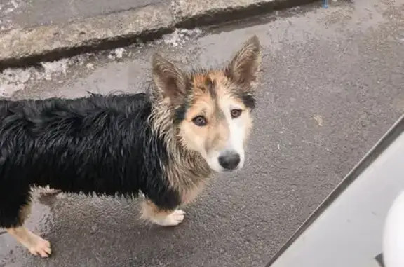 Найдена собака, Ростов-на-Дону, фото: Найдена собака, переулок Бабушкина, 3А, Ростов-на-Дону - окрас с опалиной, молодая, умная
