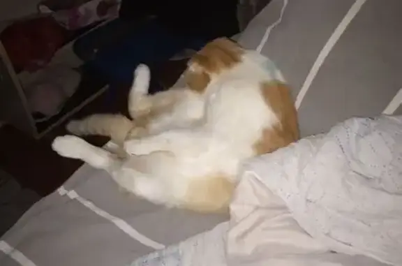 Пропала кошка, Бунтарская улица, 41, Кулебаки - рыжий с белым вислоухий - photo