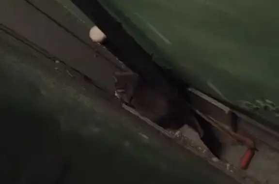 Найдена кошка, Красноярск, фото: Найдена кошка, улица Тотмина, Красноярск - серая с белой мордочкой