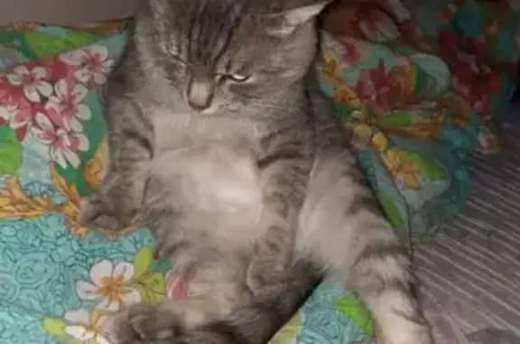 Пропал кот, улица Ильича, 84, Нижний Тагил - худой, с шрамами - photo