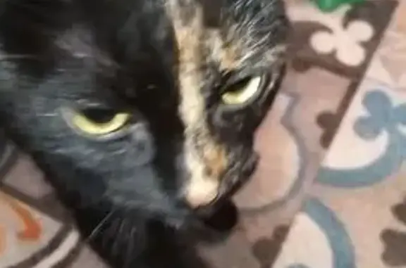 Найдена кошка, Реж, фото: Найдена кошка, улица Чапаева, 21/3, Реж - черепаховый окрас