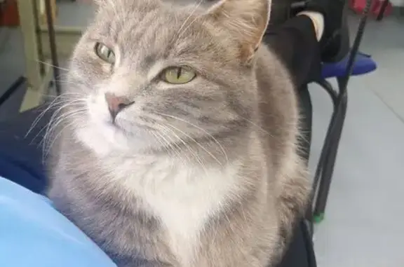 Пропала кошка, улица Черняховского, 7, Хабаровск - отзывается на Мулю, Мусю - photo