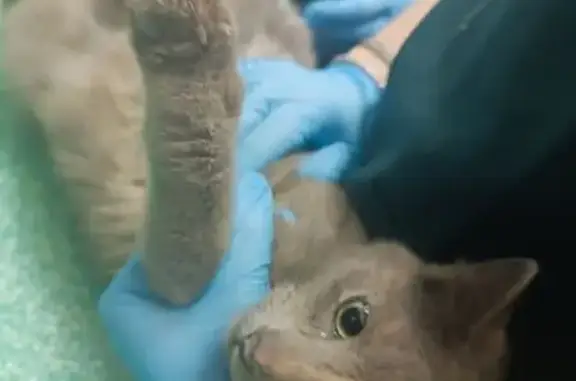 Найдена кошка, Красногорск, фото: Найдена кошка, Подмосковный бульвар, Красногорск - домашняя и ласковая