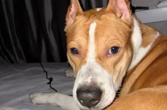 Найдена собака, Пермь, фото: Найден собака, мужской, улица Дружбы, Пермь - в зелёном брезентовом ошейнике