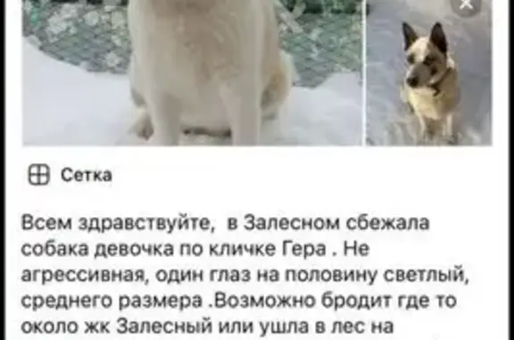 Пропала собака, Залесная улица, Казань - окрас бело-персиковый - photo