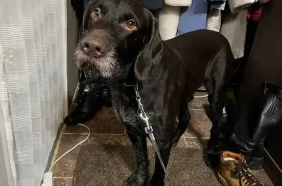 Найдена собака, Кубинка, фото: Найден собака, мужской, Запрудная улица, Дютьково, Кубинка - ошейник удавка цепочка