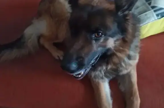 Найденные животные Брянск, фото: Найден собака, улица Луначарского, 12, Брянск - овчарка, красный ошейник