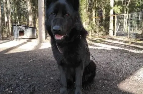 Пропала собака, 2-я Советская улица, 7, Жаворонки - немецкая овчарка, откликается на Чак - photo