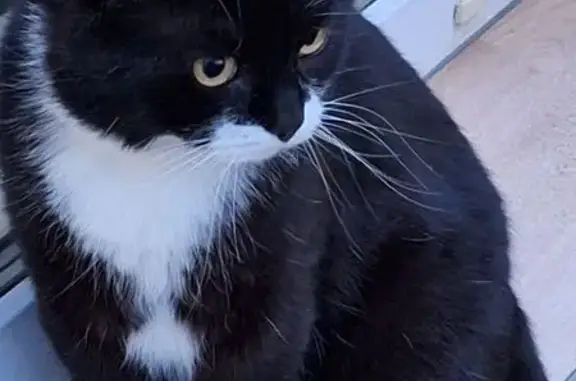 Пропал кот, Малиновая улица, 38, Тюмень - вышел на прогулку и не вернулся - photo