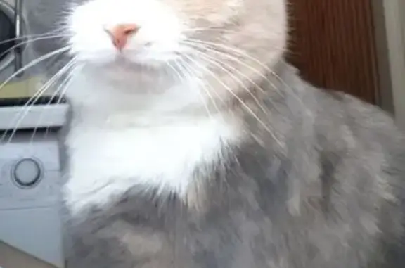 Пропала кошка, улица Ерофеева, 12, городской округ Тверь - разноглазая - photo