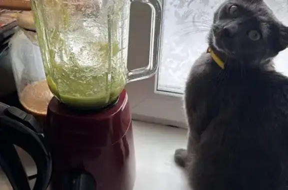 Пропал кот, улица Пушкина, 47, Сыктывкар - серый с жёлтым ошейником - photo