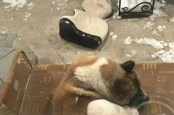 Найдена собака, Можайский, фото: Найден собака, мужской, сnt Две реки, Можайский - похож на акиту