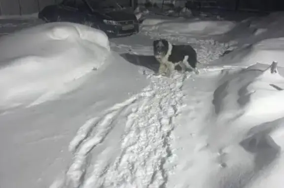 Пропала собака, 87К-001, сельское поселение Додзь, Додзь - проблемы с движением - photo