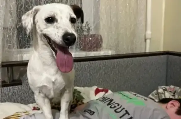 Пропала собака, Какузево - белый окрас, сломан палец - photo