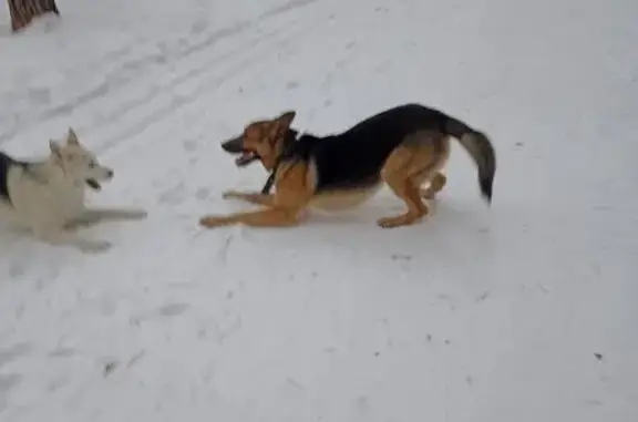Найдена собака, Берёзовский, фото: Найден собака, Спортивная улица, 9, Берёзовский - молодая овчарка в ошейнике