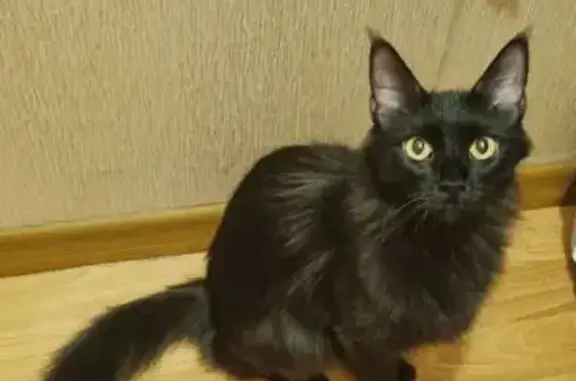 Найдена кошка, Голицыно, фото: Найдена кошка, бульвар Ремезова, 10, Голицынo - молодая, ориентировочно Турецкая Агнорская