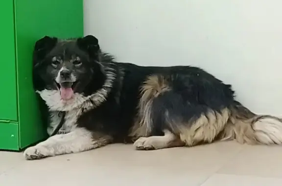 Пропала собака, улица Ушинского, городской округ Липецк - photo