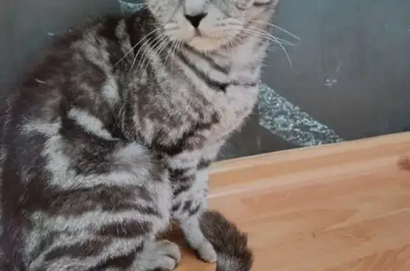 Найдена кошка, Йошкар-Ола, фото: Найдена кошка, Медицинская улица, 5А, Йошкар-Ола - шотландская, возраст около года