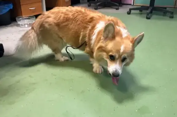 Найдена собака, Москва, фото: Найден собака, Зелёный проспект, 44, Москва - мальчик породы корги