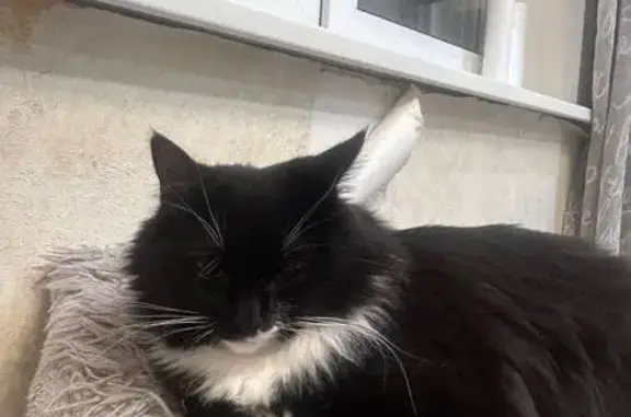 Пропала кошка, улица Горбунова, 9 к3, Москва - photo