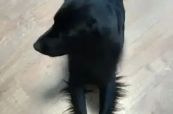 Найдена собака, Новоджерелиевская, фото: Найдена собака, ул. Калинина 22, Новоджерелиевская