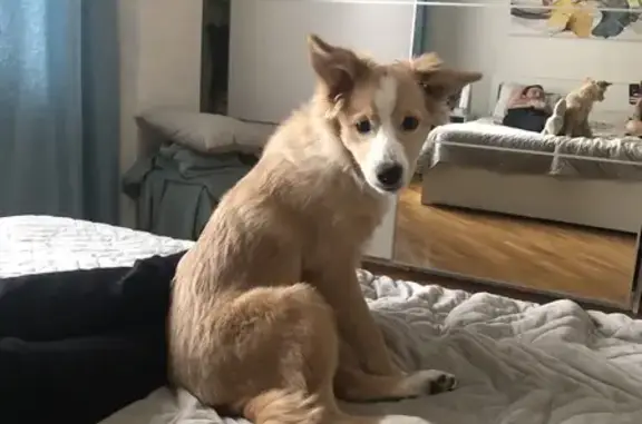 Пропала собака, улица Красных Партизан, 2/33, Краснодар - окрас рыжий, без ошейника - photo