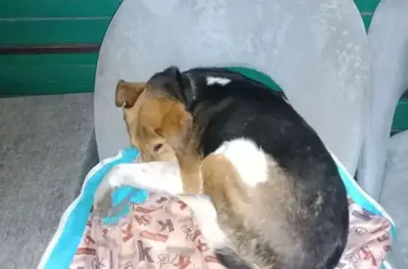 Найдена собака, Краснодар, фото: Найдена собака с ошейником, улица Тюляева, 15/2, Краснодар