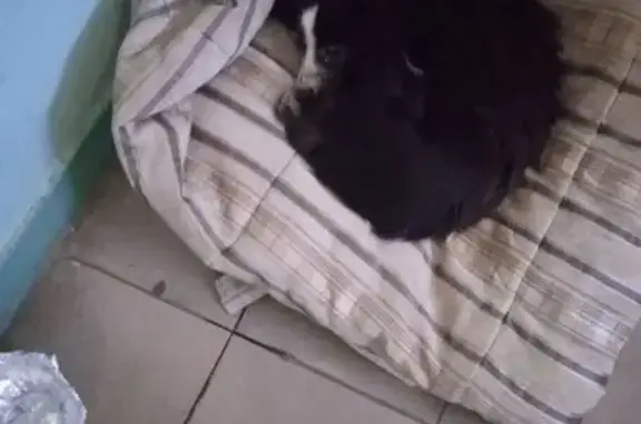 Найдена собака, Люберцы, фото: Найдена собака, улица Черёмухина, 8 к2, Люберцы - чёрная с белым