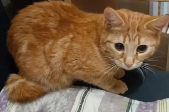 Найдена кошка, Череповец, фото: Найдена кошка, улица Верещагина, Череповец