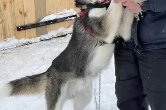 Пропал собака, мужской, Семчинская улица, городской округ Рязань - признает только хозяина - photo