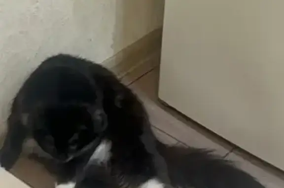 Пропала кошка, Барвихинская улица, 8 к2, Москва - белое пузико и жёлтые глаза - photo