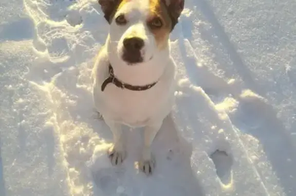 Пропал собака, мужской, Орловская улица, 18, Миасс - похож на породу Джек рассел - photo