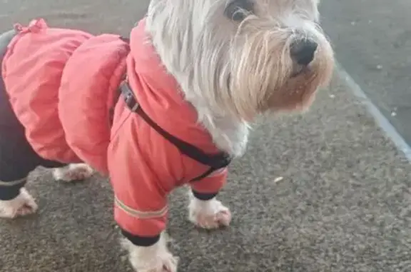 Найдена собака, Москва, фото: Найден собака, улица Юных Ленинцев, 52, Москва