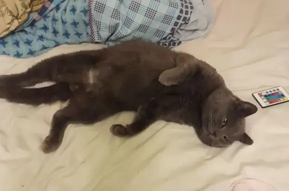 Пропал кот, Безымянный переулок, Обь - отзывается на кличку Афоня - photo