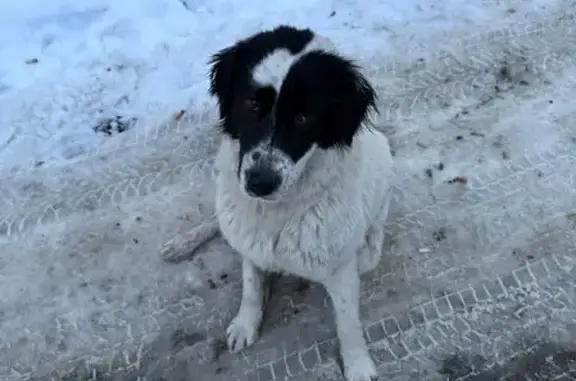 Собаки потеряшки, Таганрог, фото: Потеряшка собака, женский пол, улица Москатова, 35 к4, Таганрог